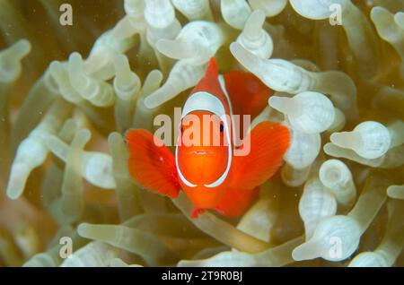 Spinecheek Anemonefish, Premnas biaculeatusi, in Bulb Tentacle Sea Anemone, Entacmaea quadricolor, Laha dive site, Ambon, Maluku, Indonesia, Banda Sea Stock Photo