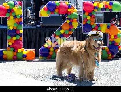 San Francisco, CA - July 13, 2023: Golden retriever wearing a sailor hat and tie posing in front of the stage for the Very Ferry Birthday celebration Stock Photo