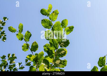 Fresh green Hazel leaves close up on branch of tree in spring with translucent structures against blurred background. Natural background. Stock Photo