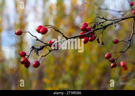 Green branches of hawthorn strewn with red berries. Stock Photo
