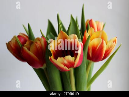 Blooming Colorful Tulip Flowers Isolated On White Background Side View Stock Photo
