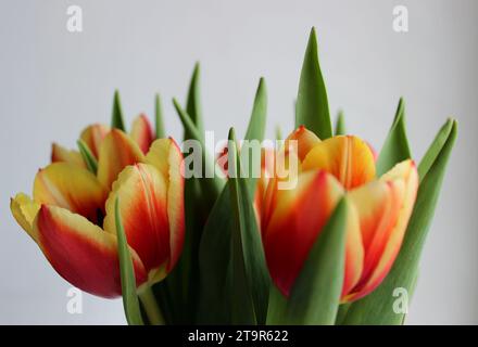 Red Yellow Tulips In A Bunch Isolated Over White Hi-Res Stock Photo Stock Photo