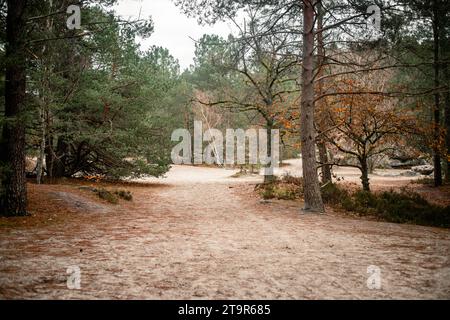 Road in the Forest of Fontainebleau Stock Photo - Alamy