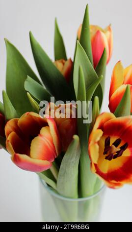 Closeup Photo Of Selectively Bred Tulips With Red And Yellow Petals In A Vase On White Background Stock Photo