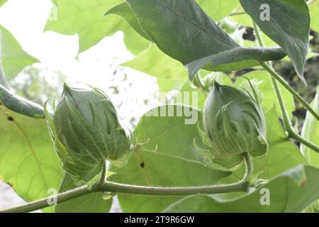 Cotton plant and green cotton boll with leaf isolated on white background  Stock Photo - Alamy