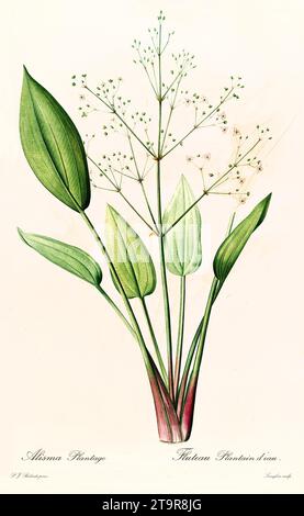 Old illustration of  European Water-Plantain (Alisma plantago-aquatica). Les Liliacées, By P. J. Redouté. Impr. Didot Jeune, Paris, 1805 - 1816 Stock Photo
