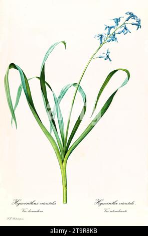 Old illustration of Common Hyacinth (Hyacinthus orientalis). Les Liliacées, By P. J. Redouté. Impr. Didot Jeune, Paris, 1805 - 1816 Stock Photo