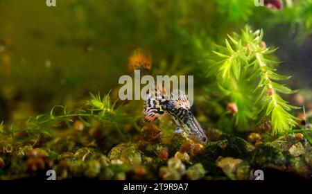 Male guppy in aquarium. Selective focus with shallow depth of field. Stock Photo