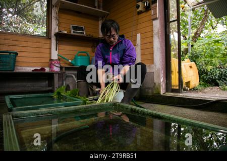 Shizuoka, Japan; 1st October 2023: A Wasabi farmer in his plantation in Shizuoka prefecture, Japan. Stock Photo