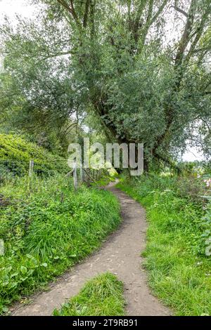 Fork on hiking trail between wild green grass, fence of wooden posts and wire, leafy tree in background, Epen Bronnenland nature reserve, cloudy summe Stock Photo