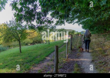 Senior hiker with his dachshund walking on trail next to agricultural plot, back to camera, Stammenderbos nature reserve, trees in background, sunny d Stock Photo