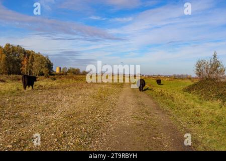 Three Galloway cows walking and grazing on dirt road between field, horizon against blue sky in background, Belgian nature reserve De Wissen Maasvalle Stock Photo