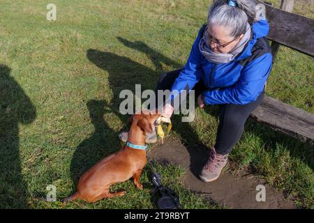 Senior female hiker sitting on bench feeding banana to her brown dachshund, taking a break in Belgian nature reserve De Wissen, blue winter clothes, c Stock Photo