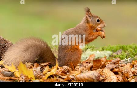 Red Squirrel, Scientific name, Sciurus vulgaris, Alert red squirrel with tufty ears, sat up and eating a hazelnut,  facing right.  Kinloch Rannoch. Sc Stock Photo
