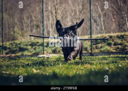 Black dog crossed with a Labrador Retriever running around the garden with a branch in his mouth. Fetching a four-legged pet. Spending time on a favou Stock Photo