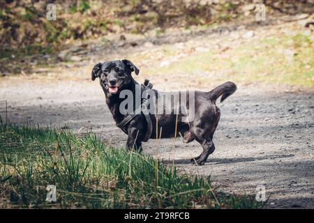 Black dog crossed with a Labrador Retriever running around the garden with a branch in his mouth. Fetching a four-legged pet. Spending time on a favou Stock Photo