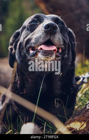 Black dog crossed with a Labrador retriever sits among the fallen trees with a smile on his face. Funny expression of dog during rest. Stock Photo