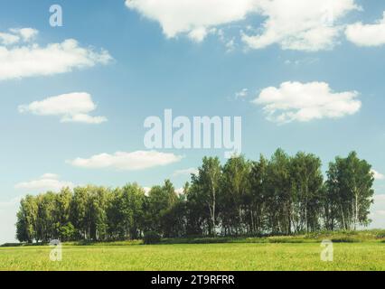 The Dense summer birch grove trees Stock Photo - Alamy