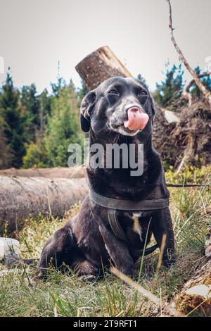 Black dog crossed with a Labrador retriever sits among the fallen trees with a smile on his face. Funny expression of dog during rest. Stock Photo