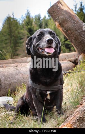 Black dog crossed with a Labrador retriever sits among the fallen trees with a smile on his face. Funny expression of dog during rest. Stock Photo