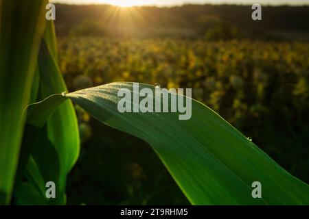 Shallow focus on country scene with focus on a dew drop over a green leave and shining sunbeam. Stock Photo