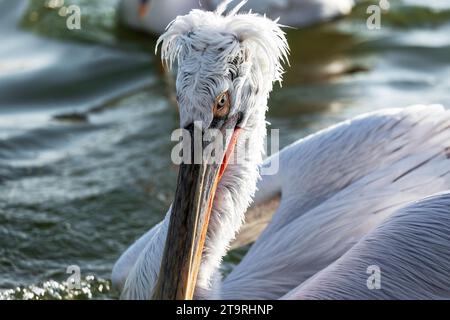 Close up of a male Dalmatian pelican nesting on the water surface of Lake Kerkini, in Serres region, Macedonia, Greece, Europe. Stock Photo