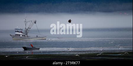 Alaska2010.-A Bald Eagle flies over fisherman netting Salmon in Homer Alaska. Stock Photo
