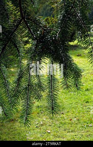 conifer branches Stock Photo