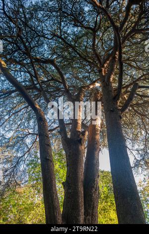 A stand of large pine trees (Cedrus libani, cedar of Lebanon or Lebanese cedar) in Stanley Park, Gosport, Hampshire, UK Stock Photo