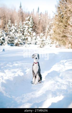 Sheepadoodle dog sitting in snow looking direct Stock Photo