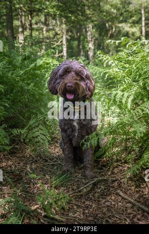 Brown Sprockapoo dog - Springer Cocker Poodle cross - sitting on a tree ...