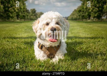 Cream white Bichonpoo dog - Bichon Frise Poodle cross - laying down close up in a field in the summer with clouds Stock Photo
