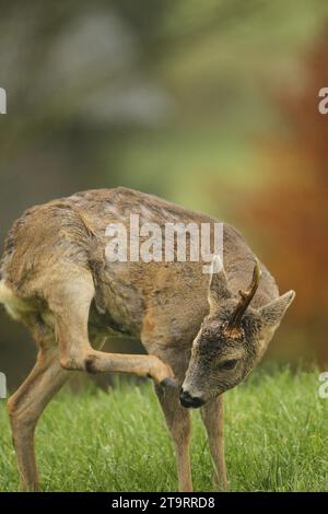 European roe deer (Capreolus capreolus) buck in winter coat with one set of antlers, the other already shed, Allgaeu, Bavaria, Germany Stock Photo