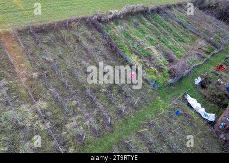 aerial drone photo senior farmer pruning working through wine yards rows during winter time in Arda Valley high res photo Stock Photo