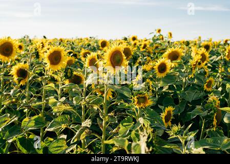 Wonderful panoramic view field of sunflowers by summertime. High quality photo Stock Photo