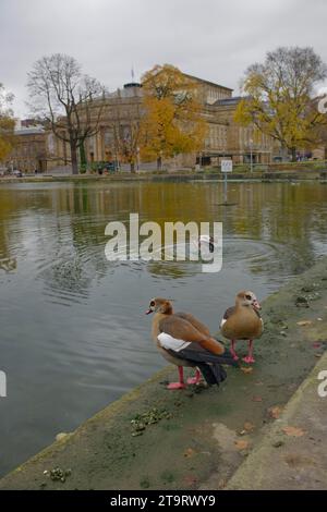 Egyptian goose (Alopochen aegyptiaca), waterfowl, castle pond, bird droppings, duck droppings, New Castle, Stuttgart, Stuttgart, Neckar valley Stock Photo