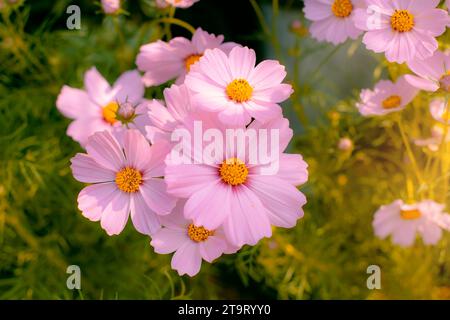 pink cosmos flower in garden. Stock Photo