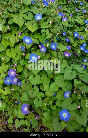 Ipomoea tricolor, Heavenly Blue, Morning Glory,  Stuttgart Dahlia Contest 2023, Germany Stock Photo