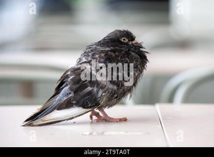 London, England, UK. 27th Nov, 2023. A pigeon with deformed feet is seen in central London. (Credit Image: © Tayfun Salci/ZUMA Press Wire) EDITORIAL USAGE ONLY! Not for Commercial USAGE! Credit: ZUMA Press, Inc./Alamy Live News Stock Photo