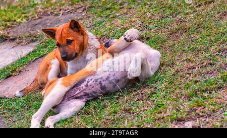 Puppies of an Indian street dog playing with each other. Stock Photo