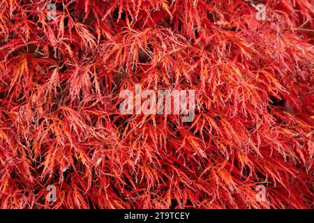 Acer tree leaves in autumn colours Stock Photo