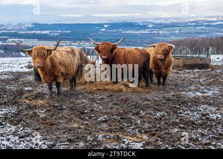 Highland Cows in the mud at Abriachan, Scotland Stock Photo