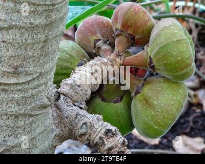 Natural close up exotic fruit portrait of the prolifically fruiting Ficus Auriculata, (the Roxburgh fig, Elephant ear tree). Stock Photo