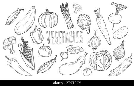 Vegetables doodle drawing collection. vegetable such as carrot, corn, cucumber, cabbage, potato, etc. Hand drawn vector doodle illustrations in black Stock Vector
