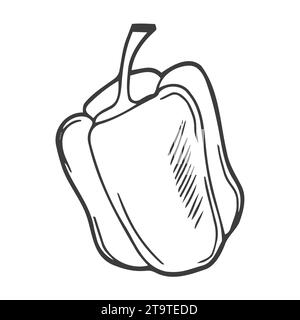 Single vector illustration of a sweet pepper with a stalk close-up. Monochrome illustration of a vegetable on a white background. Isolated object Stock Vector