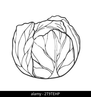 Close up of fresh cabbage doodle icon Stock Vector
