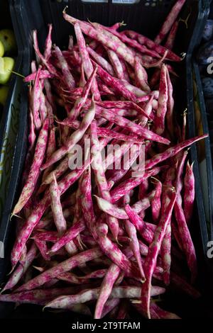 Basket of freshly harvested, fresh pink and white cranberry or Borlotti beans Stock Photo