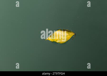 A single, yellow, small leaf floats on the surface of a still, green stream. Stock Photo