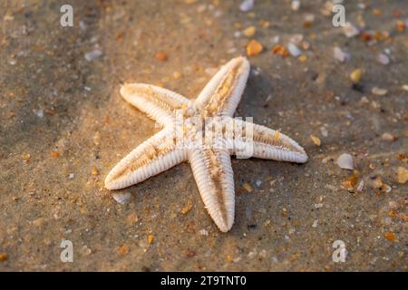 starfish lie on the sandy beach Stock Photo