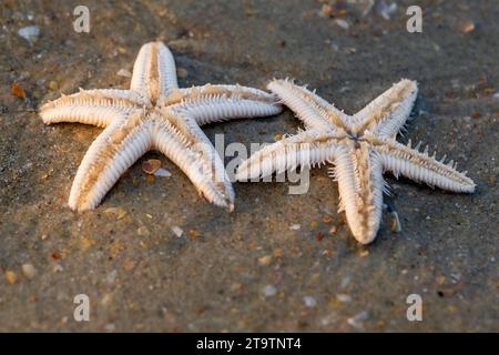 starfish lie on the sandy beach Stock Photo